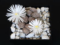 Lithops salicola f maculata C086